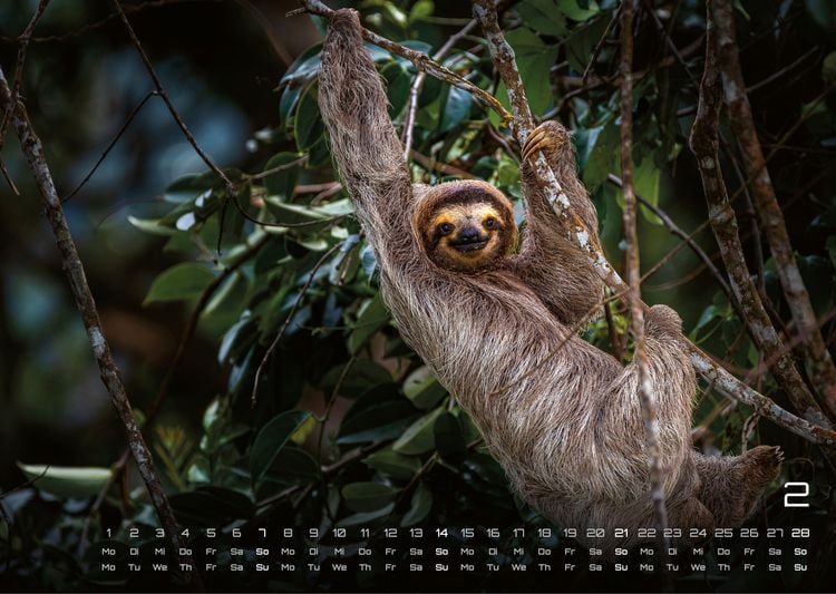 Produktbild: Faultiere &ndash; Chill mal! - 2027 - Kalender DIN A3
