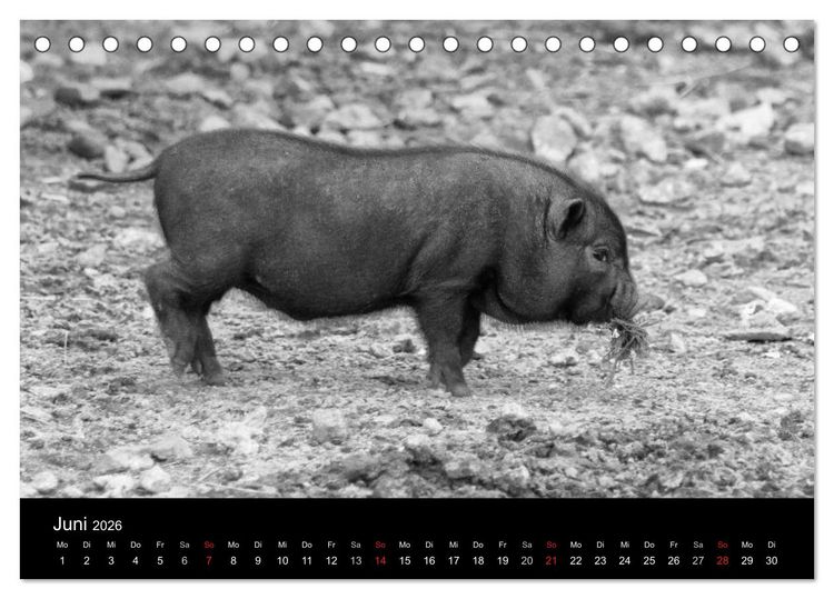 Produktbild: Das Leben der Schweine (Tischkalender 2026 DIN A5 quer), CALVENDO Monatskalender