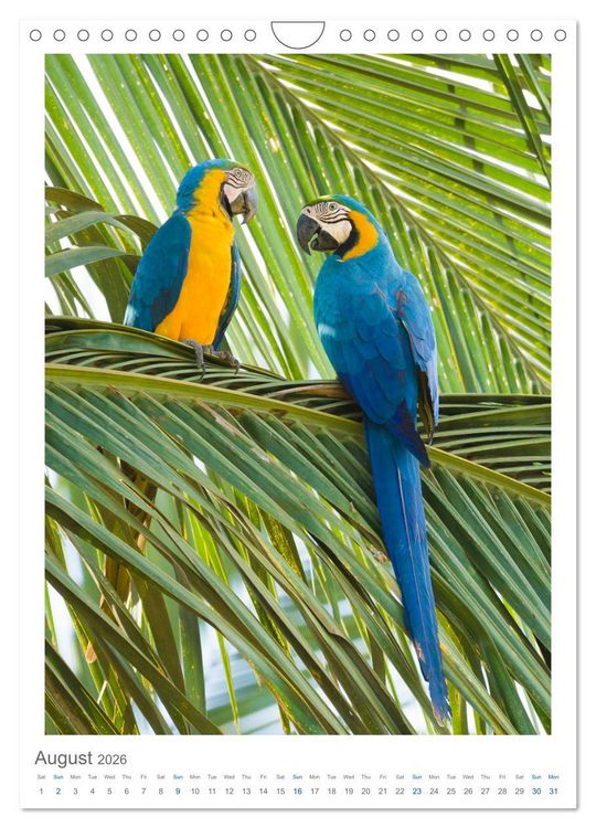 Produktbild: Pantanal Wildlife Photography (Wall Calendar 2026 DIN A4 portrait), CALVENDO 12 Month Wall Calendar