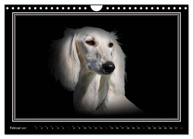 Produktbild: Saluki 2027 (Wandkalender 2027 DIN A4 quer), CALVENDO Monatskalender