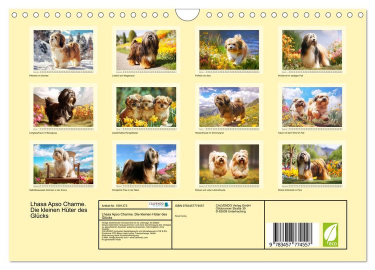 Produktbild: Lhasa Apso Charme. Die kleinen H&uuml;ter des Gl&uuml;cks (Wandkalender 2026 DIN A4 quer), CALVENDO Monatskalender