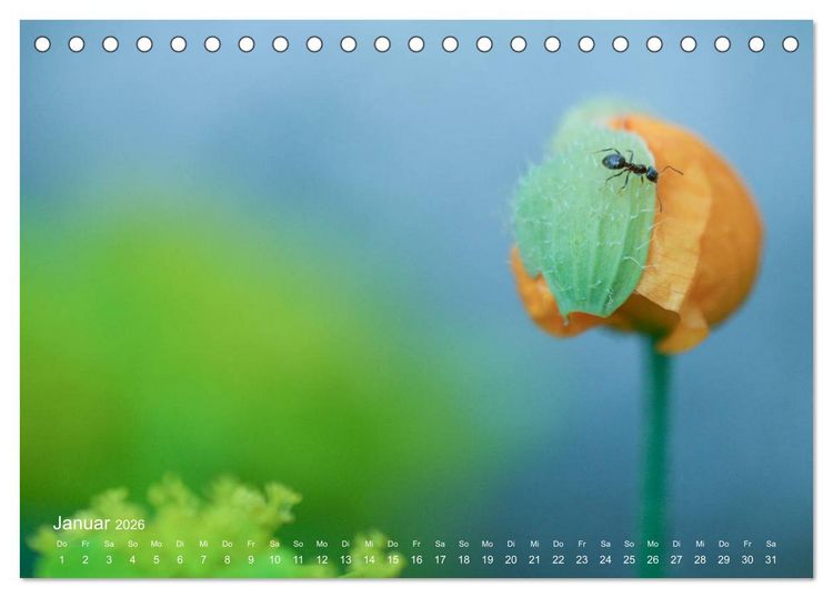 Produktbild: Eine Safari im Garten (Tischkalender 2026 DIN A5 quer), CALVENDO Monatskalender