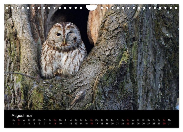 Produktbild: Waldk&auml;uze, fotografiert in M&uuml;nchen (Wandkalender 2026 DIN A4 quer), CALVENDO Monatskalender