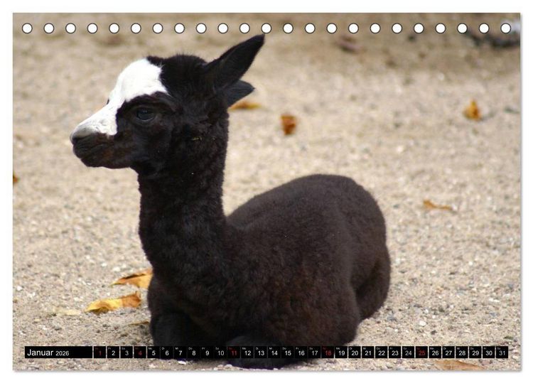 Produktbild: Lama und Alpaka (Tischkalender 2026 DIN A5 quer), CALVENDO Monatskalender
