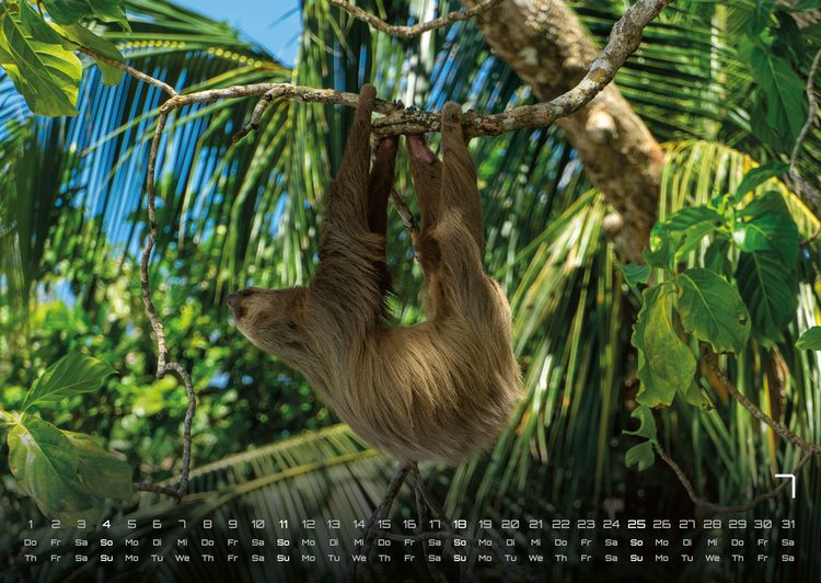Produktbild: Faultiere &ndash; Chill mal! - 2027 - Kalender DIN A2