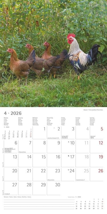 Produktbild: Hühner 2026 - Broschürenkalender 30x30 cm (30x60 geöffnet) - Kalender mit Platz für Notizen - Hühner - Bildkalender - Wandkalender - Hühnerkalender