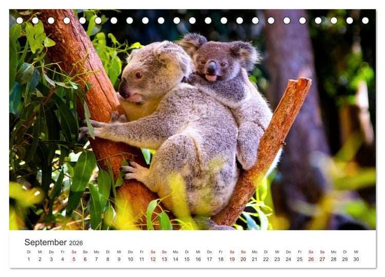 Produktbild: Knuffige Koalab&auml;ren (Tischkalender 2026 DIN A5 quer), CALVENDO Monatskalender