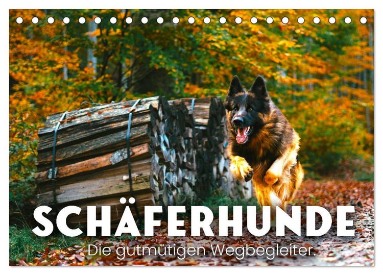 Produktbild: Sch&auml;ferhunde - Die gutm&uuml;tigen Wegbegleiter. (Tischkalender 2026 DIN A5 quer), CALVENDO Monatskalender