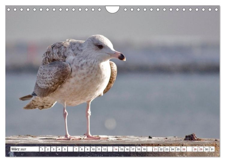 Produktbild: M&ouml;wen- Botschafter des Windes (Wandkalender 2027 DIN A4 quer), CALVENDO Monatskalender