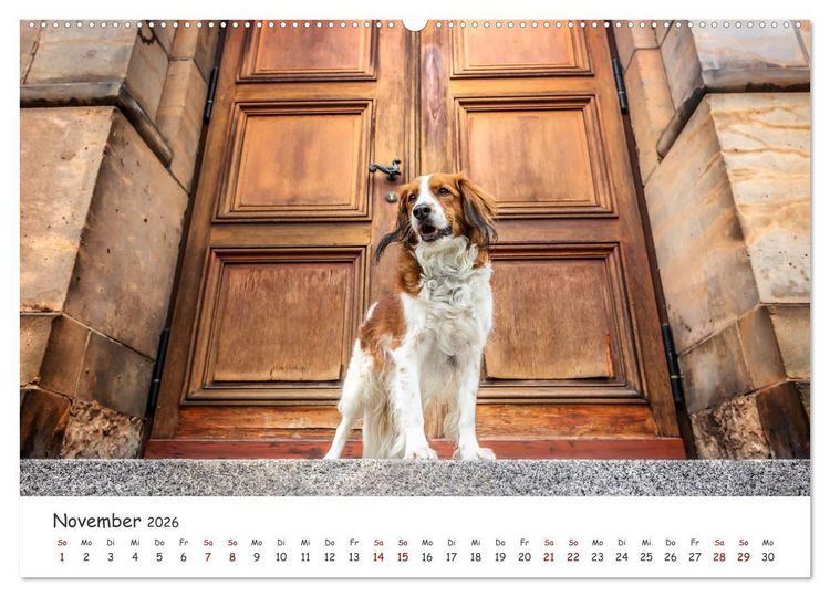 Produktbild: Berlin City Dogs - Berliner Hunde (Wandkalender 2026 DIN A2 quer), CALVENDO Monatskalender