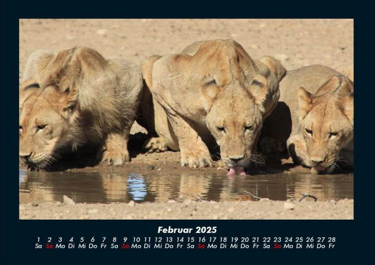 Produktbild: L&ouml;wen in der Wildnis 2025 Fotokalender DIN A4