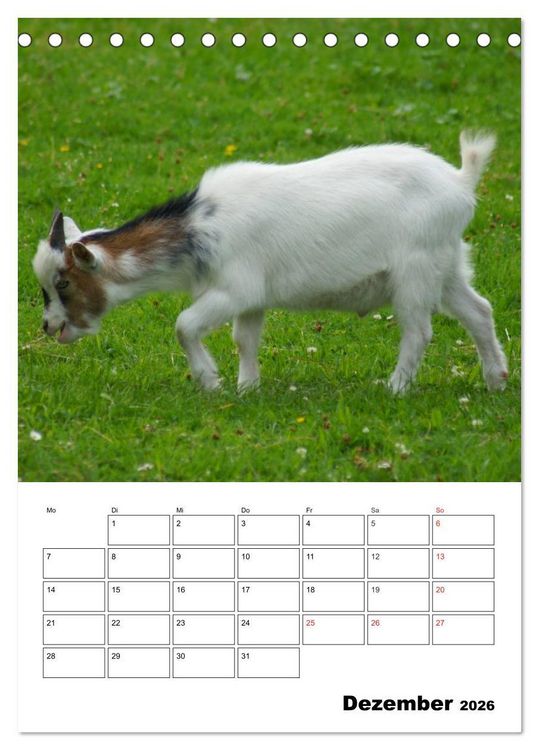 Produktbild: Ziegen Terminplaner (Tischkalender 2026 DIN A5 hoch), CALVENDO Monatskalender