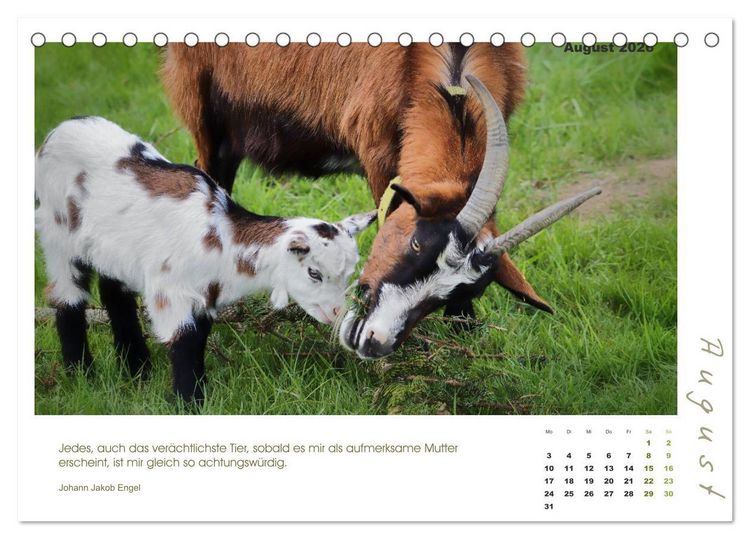 Produktbild: Mutterliebe - Ziegen mit ihren s&uuml;&szlig;en L&auml;mmern (Tischkalender 2026 DIN A5 quer), CALVENDO Monatskalender