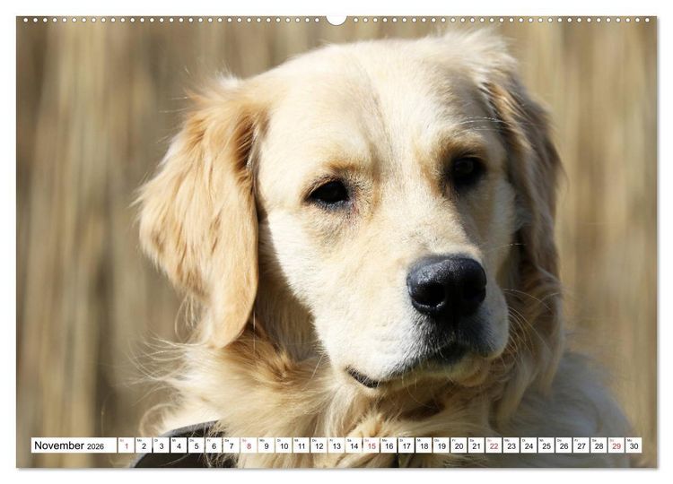 Produktbild: Golden Retriever ein treuer Begleiter (Wandkalender 2026 DIN A2 quer), CALVENDO Monatskalender
