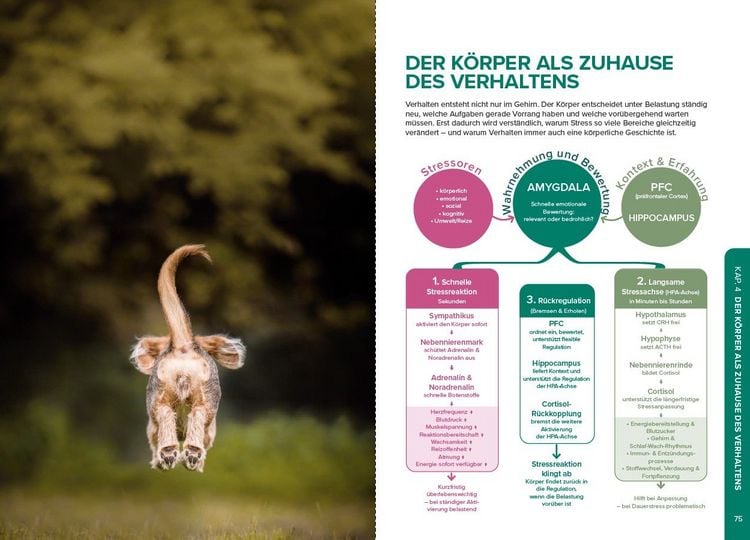 Produktbild: Stress beim Hund verstehen