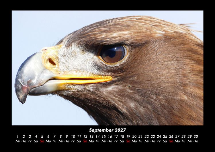 Produktbild: Vogelparadies 2027 Fotokalender DIN A3