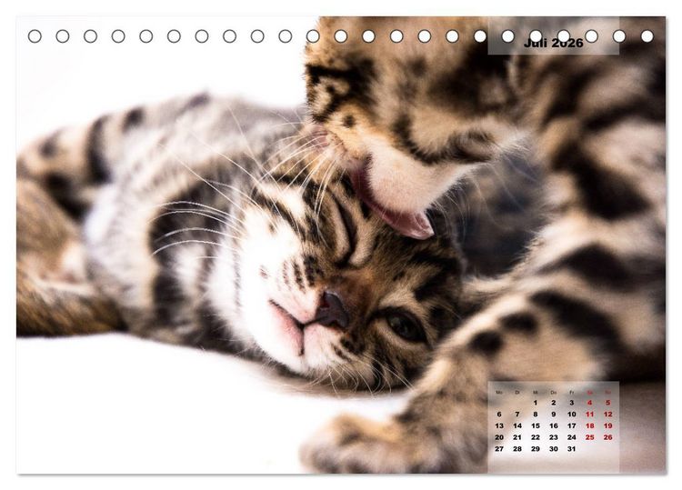 Produktbild: Bengal K&auml;tzchen 2 (Tischkalender 2026 DIN A5 quer), CALVENDO Monatskalender