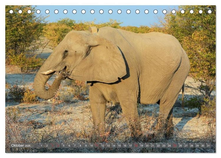 Produktbild: ELEFANTEN IN UNBER&Uuml;HRTER NATUR (Tischkalender 2026 DIN A5 quer), CALVENDO Monatskalender