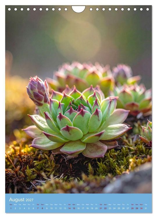 Produktbild: Succulents in Many Shapes (Wall Calendar 2027 DIN A4 portrait), CALVENDO 12 Month Wall Calendar