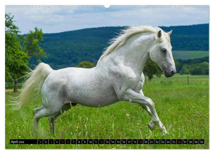 Produktbild: Traumpferd Lipizzaner (hochwertiger Premium Wandkalender 2026 DIN A2 quer), Kunstdruck in Hochglanz