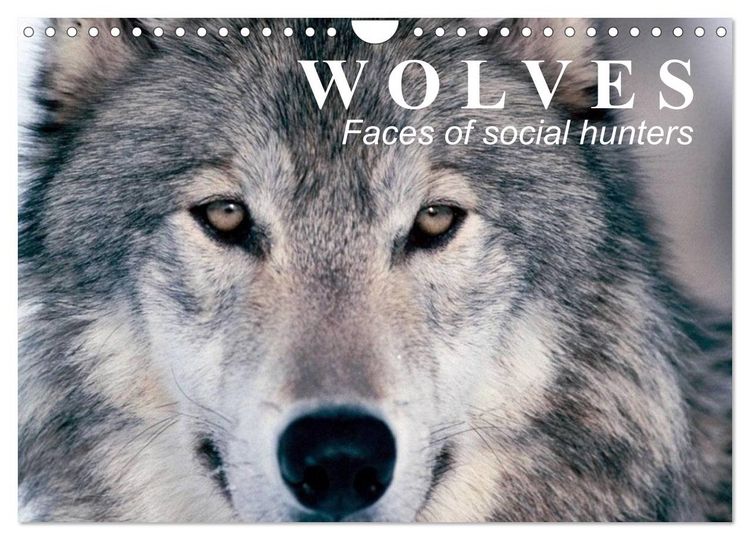 Produktbild: Wolves &bull; Faces of social hunters (Wall Calendar 2026 DIN A4 landscape), CALVENDO 12 Month Wall Calendar