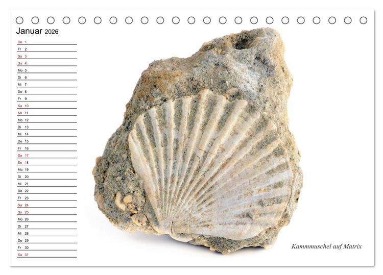 Produktbild: Fossilien - Versteinerte Relikte der Erdzeitalter (Tischkalender 2026 DIN A5 quer), CALVENDO Monatskalender