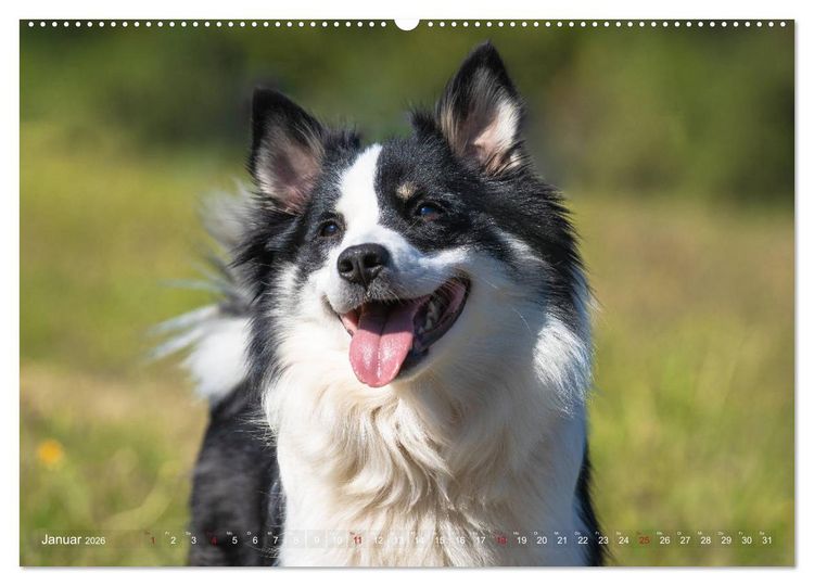 Produktbild: Islandhunde im Portrait (hochwertiger Premium Wandkalender 2026 DIN A2 quer), Kunstdruck in Hochglanz
