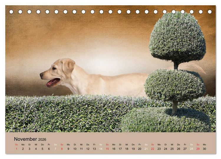 Produktbild: Labrador Retriever unsere Freunde (Tischkalender 2026 DIN A5 quer), CALVENDO Monatskalender