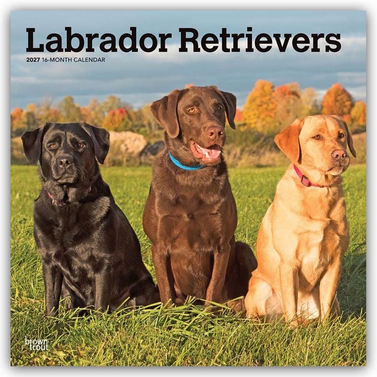 Produktbild: Labrador Retrievers &ndash; Labrador Retriever 2027 &ndash; 16-Monatskalender