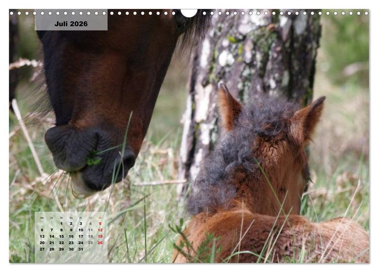 Produktbild: Nordportugal - Heimat der letzten wilden Pferde (Wandkalender 2026 DIN A3 quer), CALVENDO Monatskalender