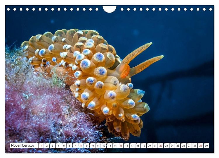 Produktbild: Tauchen im Mittelmeer (Wandkalender 2026 DIN A4 quer), CALVENDO Monatskalender