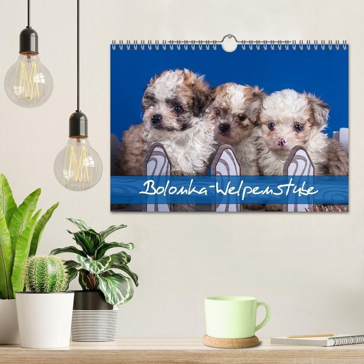 Produktbild: Bolonka Welpenstube (Wandkalender 2026 DIN A4 quer), CALVENDO Monatskalender