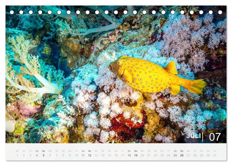 Produktbild: Die sch&ouml;nsten Korallenriffe zum Tauchen in &Auml;gypten (Tischkalender 2026 DIN A5 quer), CALVENDO Monatskalender