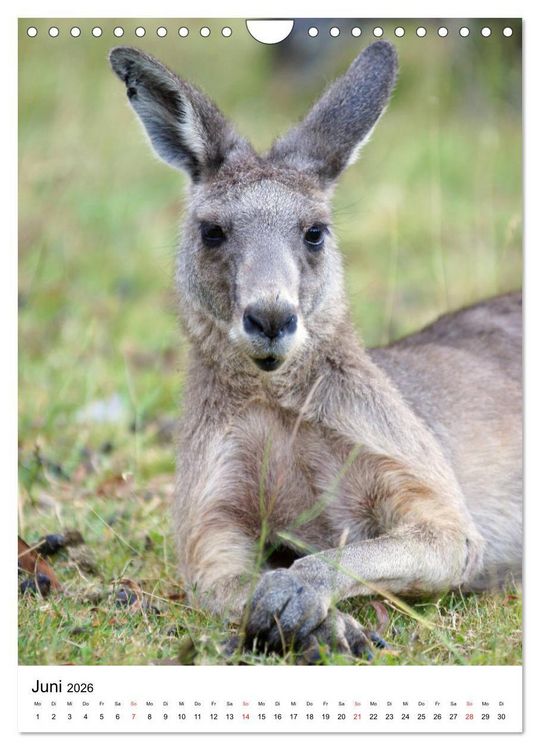 Produktbild: Australien - Hilfe f&uuml;r die einzigartige Tierwelt (Wandkalender 2026 DIN A4 hoch), CALVENDO Monatskalender
