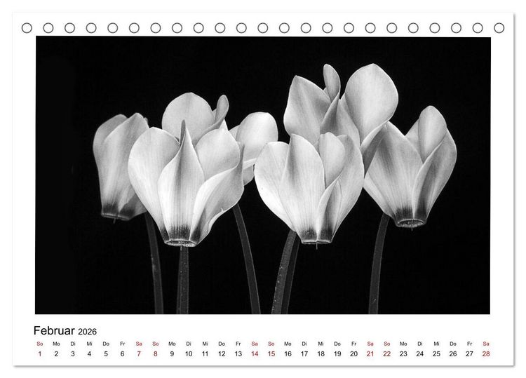 Produktbild: Die grafische Sch&ouml;nheit der Pflanzen &ndash; Schwarz-Wei&szlig; (Tischkalender 2026 DIN A5 quer), CALVENDO Monatskalender