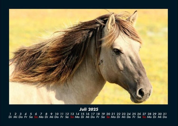 Produktbild: Welt der Pferde 2025 Fotokalender DIN A4
