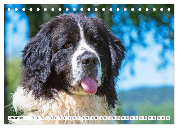 Produktbild: Landseer - Ein starker Freund auf 4 Pfoten (Tischkalender 2026 DIN A5 quer), CALVENDO Monatskalender