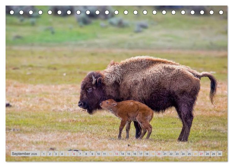 Produktbild: Bison und Wisent - Riesen mit unb&auml;ndiger Kraft (Tischkalender 2026 DIN A5 quer), CALVENDO Monatskalender
