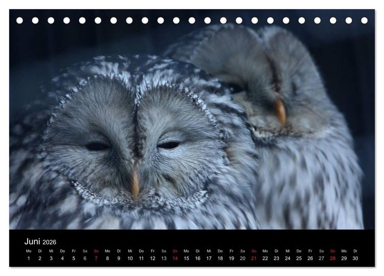 Produktbild: Greifv&ouml;gel (Tischkalender 2026 DIN A5 quer), CALVENDO Monatskalender