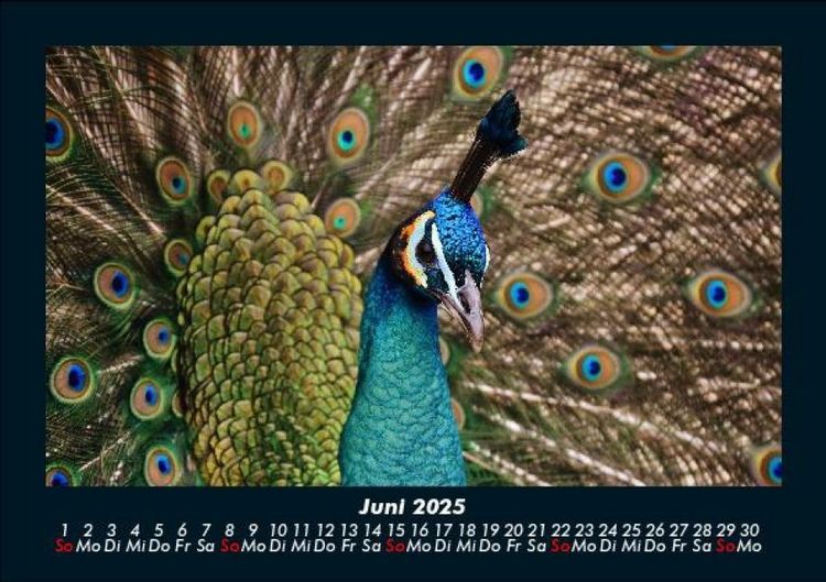Produktbild: Vogelparadies 2025 Fotokalender DIN A5