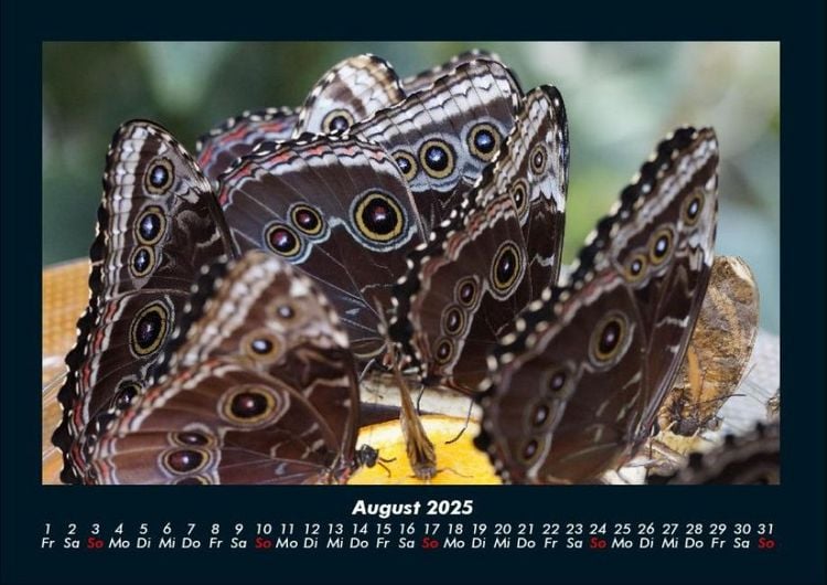 Produktbild: Bunte Pracht der Schmetterlinge 2025 Fotokalender DIN A4