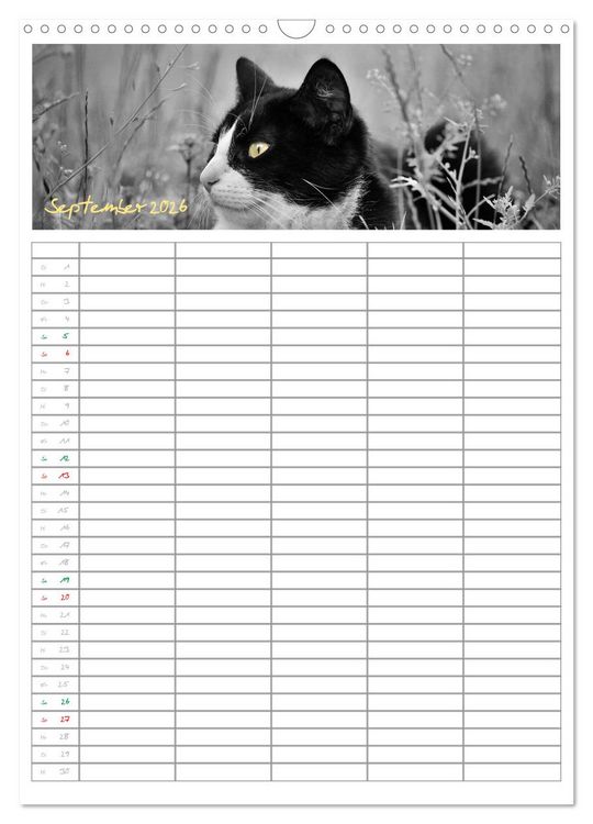 Produktbild: Miezekatzen Planungskalender (Wandkalender 2026 DIN A3 hoch), CALVENDO Monatskalender