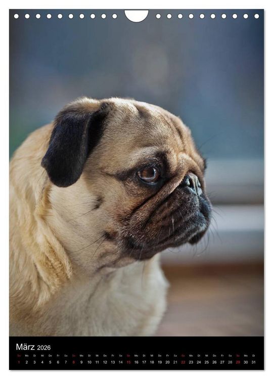 Produktbild: Das Mops-Jahr 2026 (Wandkalender 2026 DIN A4 hoch), CALVENDO Monatskalender