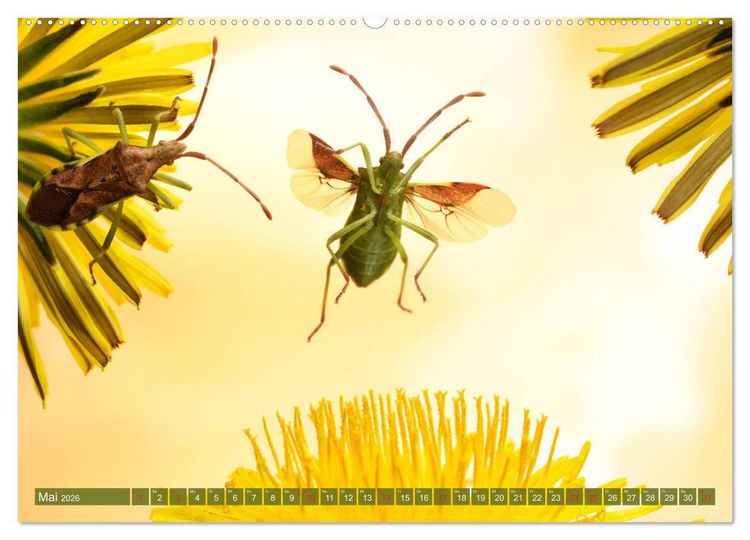 Produktbild: Sechs Beine in der Luft - Wanzen im Flug (Wandkalender 2026 DIN A2 quer), CALVENDO Monatskalender