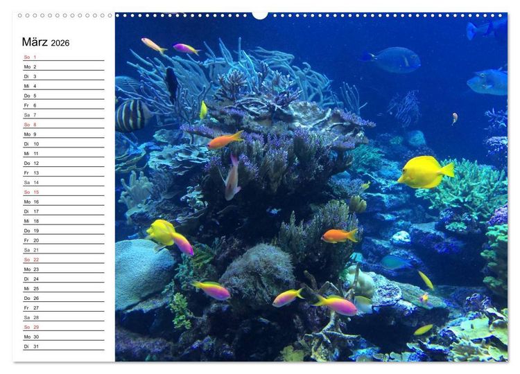 Produktbild: Faszination Tauchen. Neptuns Reich (hochwertiger Premium Wandkalender 2026 DIN A2 quer), Kunstdruck in Hochglanz