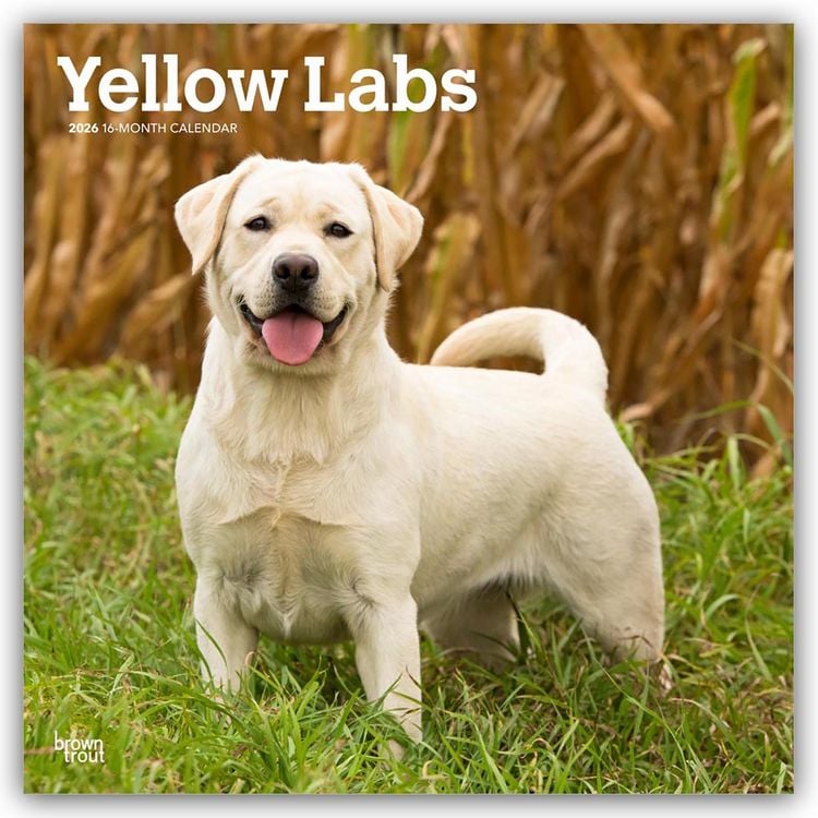 Produktbild: Yellow Labrador Retriever – Gelber Labrador Retriever 2026 – 16-Monatskalender