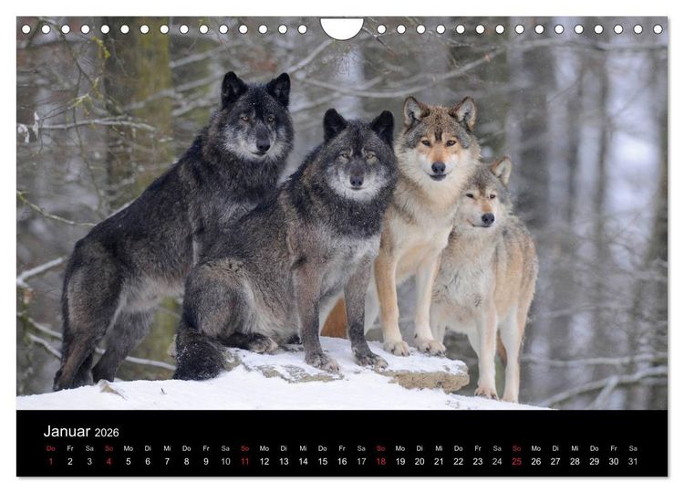 Produktbild: Kanadische W&ouml;lfe im Winter (Wandkalender 2026 DIN A4 quer), CALVENDO Monatskalender