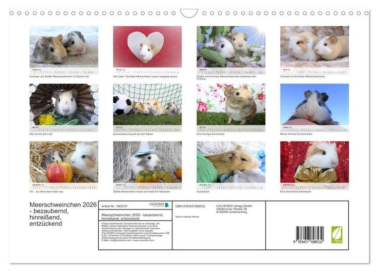 Produktbild: Meerschweinchen 2026 - bezaubernd, hinrei&szlig;end, entz&uuml;ckend (Wandkalender 2026 DIN A3 quer), CALVENDO Monatskalender