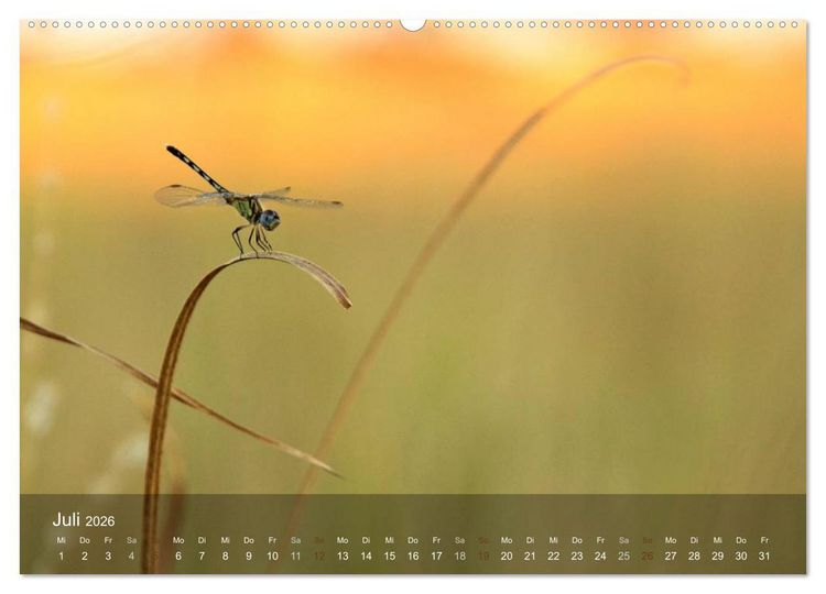 Produktbild: Botswana Wildlife (hochwertiger Premium Wandkalender 2026 DIN A2 quer), Kunstdruck in Hochglanz