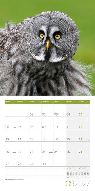 Produktbild: Eulen Kalender 2027 - 30x30 - Art12